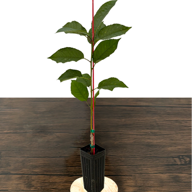 Stella Cherry Tree
