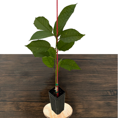 Stella Cherry Tree