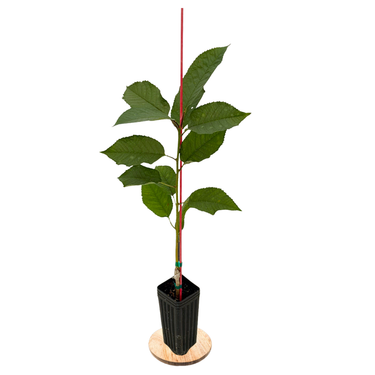 Stella Cherry Tree