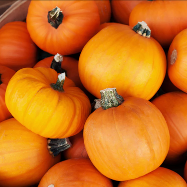 Small Sugar Pumpkin