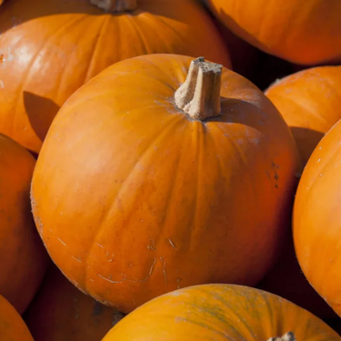 Small Sugar Pumpkin