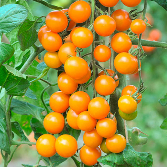 Sungold Cherry Tomato