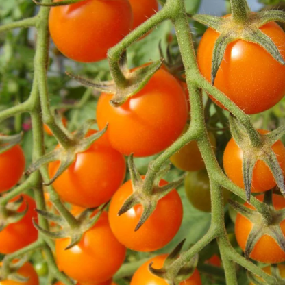 Sungold Cherry Tomato