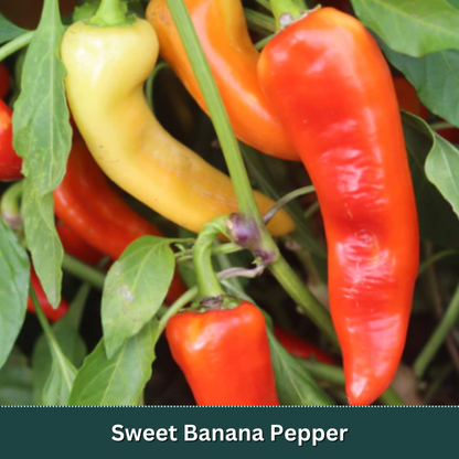 Signature Vegetable Variety Pack