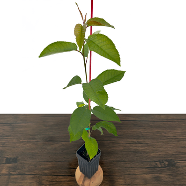 Sweetheart Cherry Tree