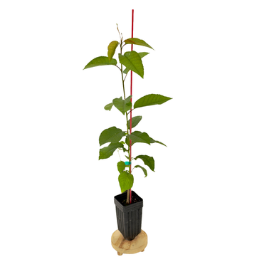 Sweetheart Cherry Tree