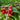 Bright red Sweetheart Cherries hanging from a tree.