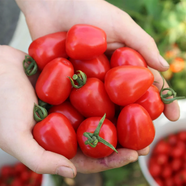 Sweetheart Cherry Tomato