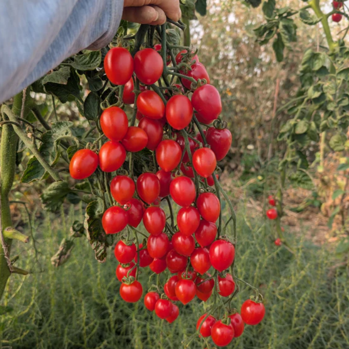 Sweetheart Cherry Tomato