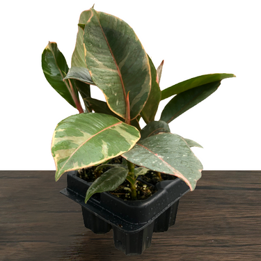 Tineke Rubber Plant
