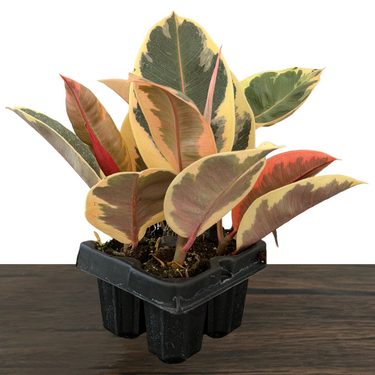 Tineke Rubber Plant