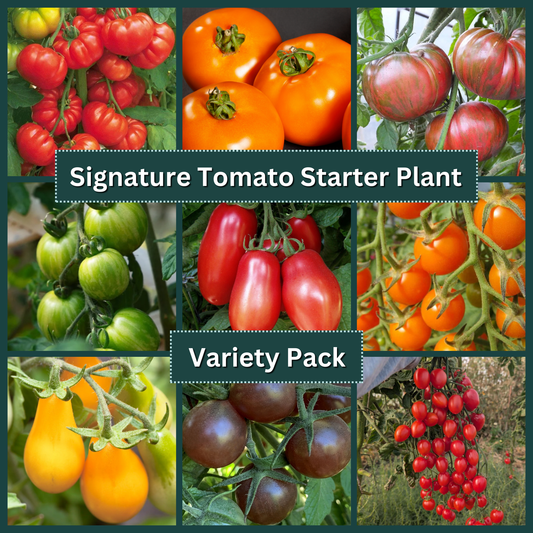 Signature Tomato Starter Plant Variety Pack