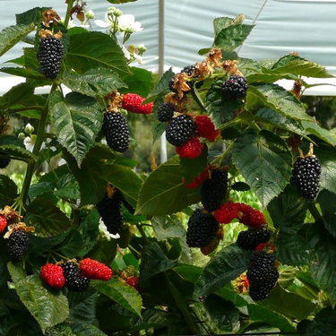 Prime-Ark Traveler Blackberry