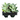 Artichoke Agave