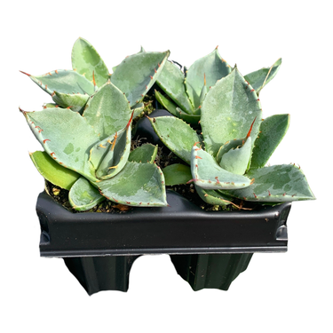 Artichoke Agave