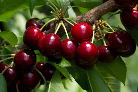 Tulare Cherry Tree (Grafted Tree)