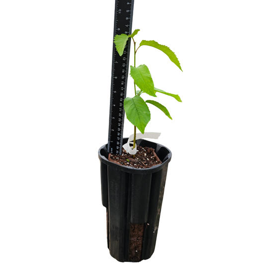 Tulare Cherry Tree (Grafted Tree)