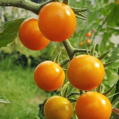 Valencia Tomato