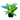Variegated Council Tree