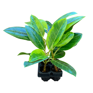 Variegated Council Tree