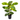 Variegated Council Tree