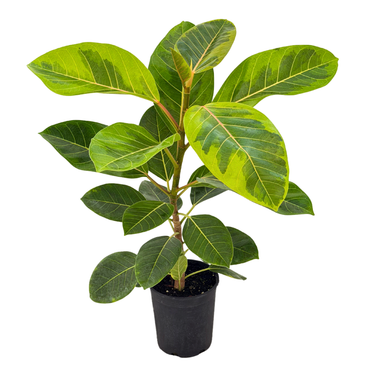 Variegated Council Tree