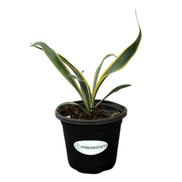 Variegated Yucca