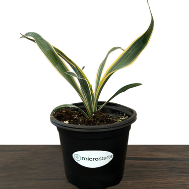 Variegated Yucca