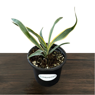 Variegated Yucca