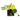 Vining & Climbing Houseplant Variety Pack