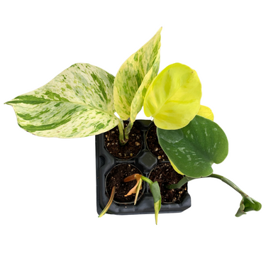 Vining & Climbing Houseplant Variety Pack