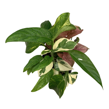 Vining & Climbing Houseplant Variety Pack