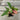 A vining/climbing houseplant variety starter pack from above. The leaves of Adanson's Monstera, Glacier Pothos, Hawaiian/Golden Pothos, and Pink Syngonium are visible.