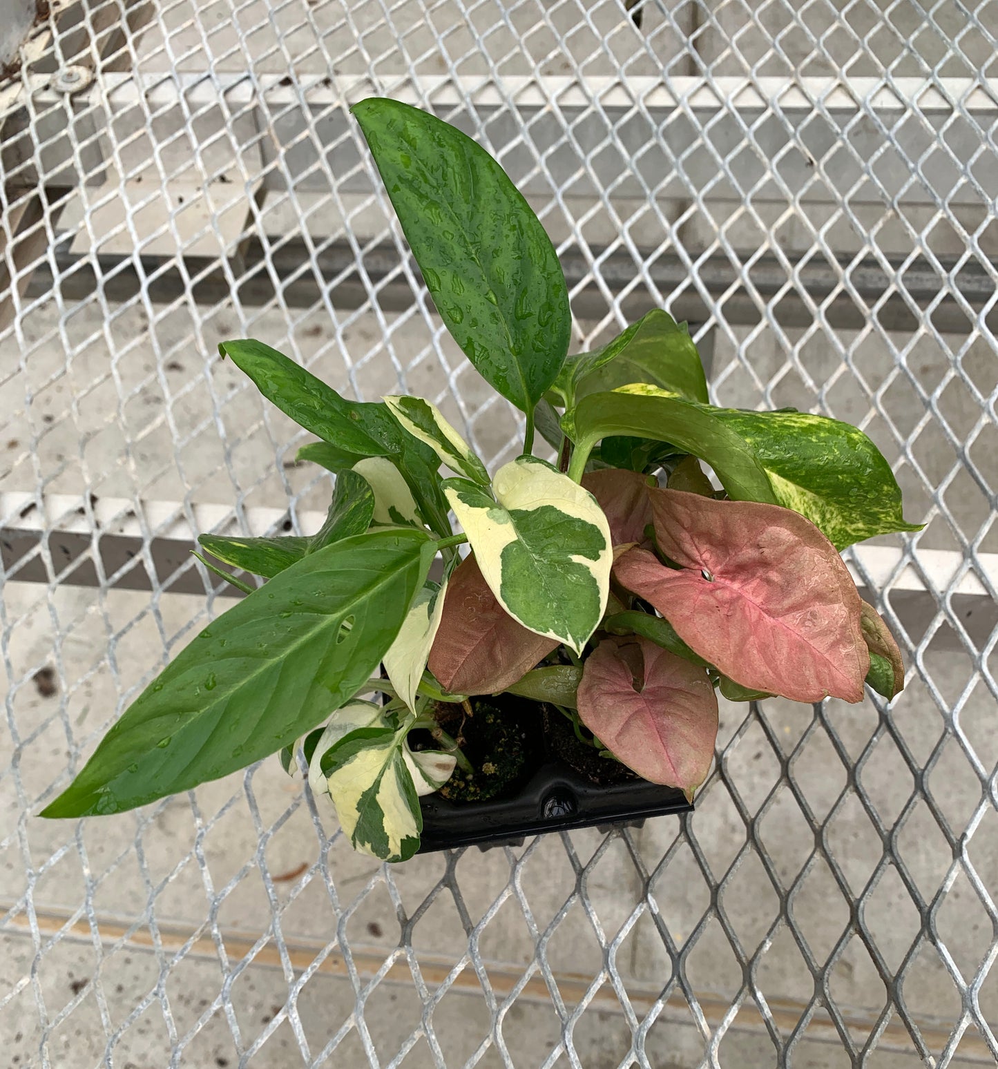 A vining/climbing houseplant variety starter pack from above. The leaves of Adanson's Monstera, Glacier Pothos, Hawaiian/Golden Pothos, and Pink Syngonium are visible.