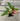A vining/climbing houseplant variety starter pack from above. The leaves of Adanson's Monstera, Glacier Pothos, Hawaiian/Golden Pothos, and Pink Syngonium are visible.