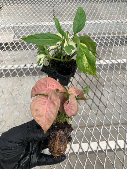 A vining/climbing houseplant variety pack, with its Pink Syngonium plug pulled out for detail. The plug is in an ellepot, and shows a developed root system.