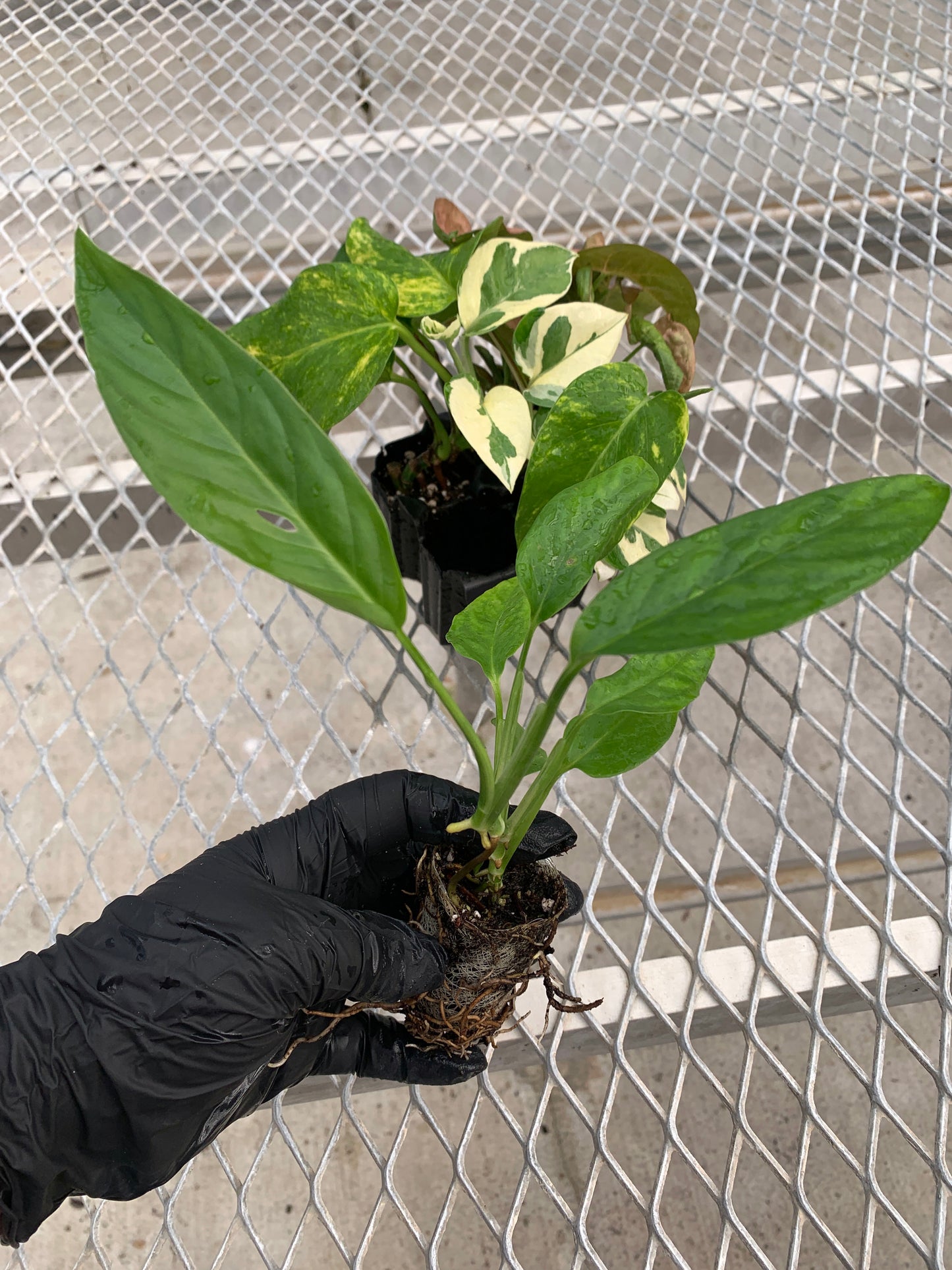 A vining/climbing houseplant variety pack, with its Adanson's Monstera plug pulled out for detail. The plug is in an ellepot, and shows a developed root system. One of the leaves displays the plant's characteristic holes.