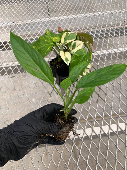 A vining/climbing houseplant variety pack, with its Adanson's Monstera plug pulled out for detail. The plug is in an ellepot, and shows a developed root system. One of the leaves displays the plant's characteristic holes.