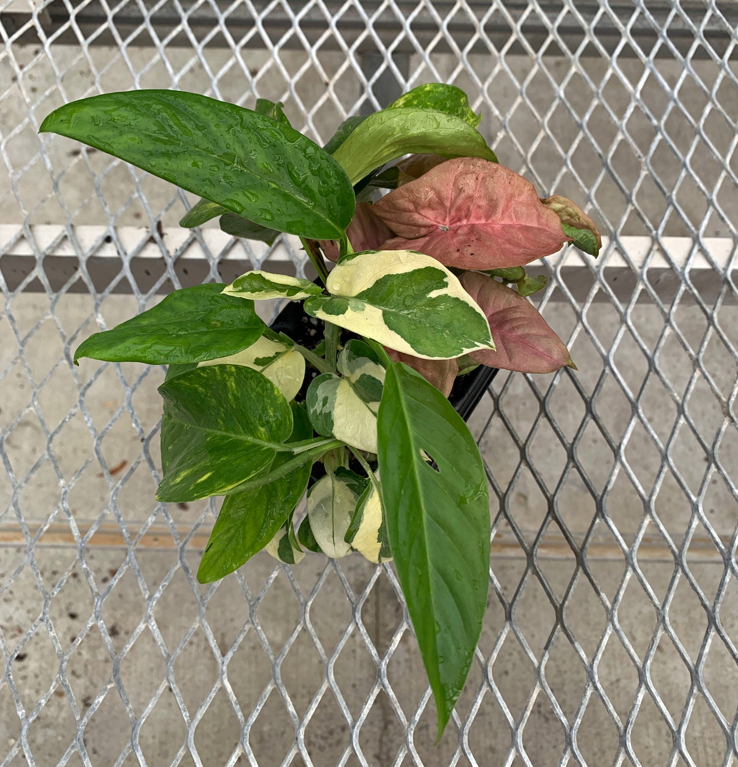 A vining/climbing houseplant variety pack, with its Pink Syngonium plug pulled out for detail. The plug is in an ellepot, and shows a developed root system.
