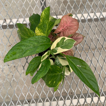 A vining/climbing houseplant variety starter pack from above. The leaves of Adanson's Monstera, Glacier Pothos, Hawaiian/Golden Pothos, and Pink Syngonium are visible. The Adanson's Monstera is showing some of its characteristic holes.