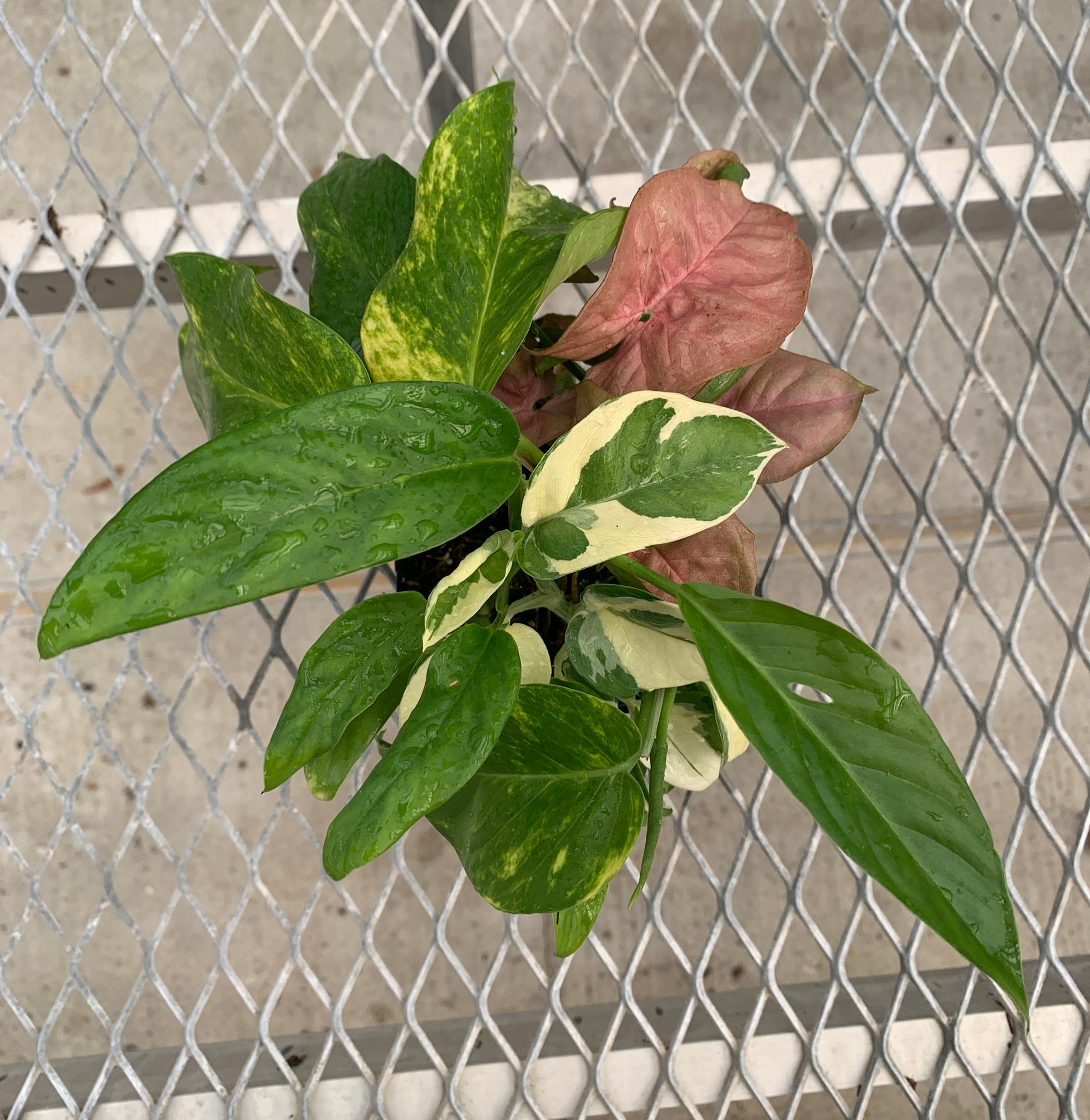A vining/climbing houseplant variety starter pack from above. The leaves of Adanson's Monstera, Glacier Pothos, Hawaiian/Golden Pothos, and Pink Syngonium are visible. The Adanson's Monstera is showing some of its characteristic holes.