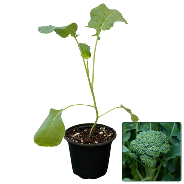 Waltham 29 Broccoli