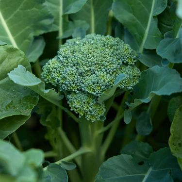 Waltham 29 Broccoli
