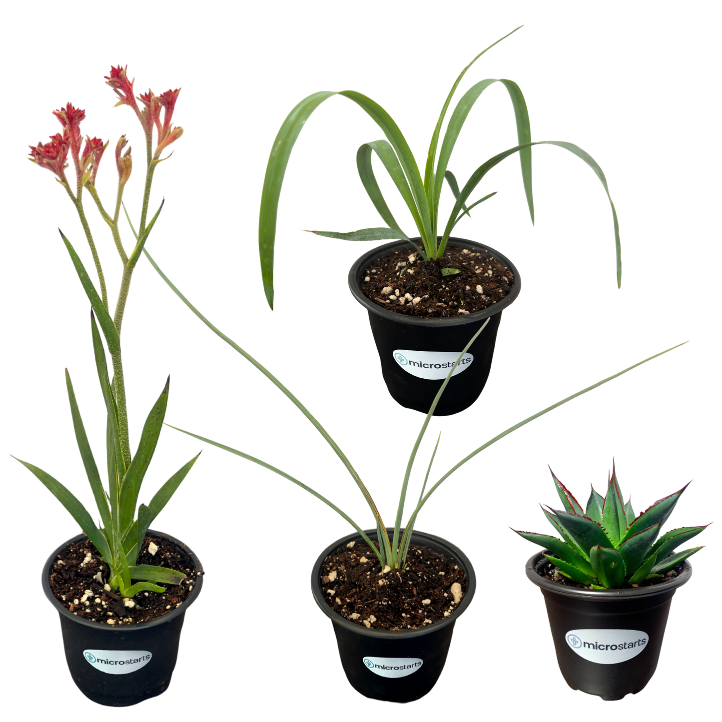 Waterwise Variety Pack