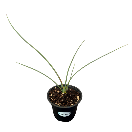 Yellow Hesperaloe