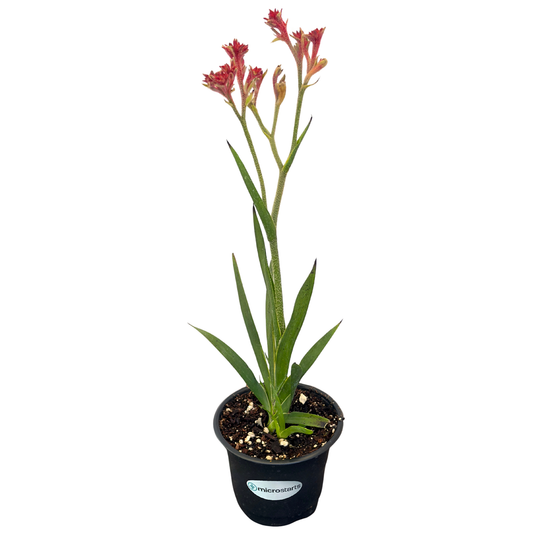Bush Ranger Kangaroo Paw
