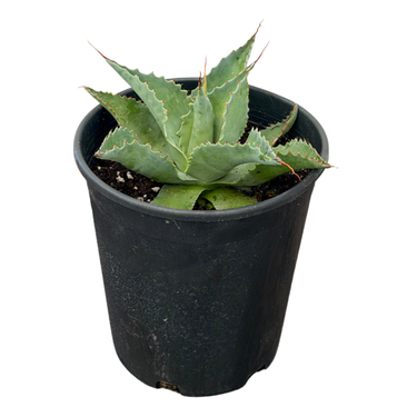 Whale's Tongue Agave