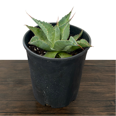Whale's Tongue Agave