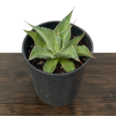 Whale's Tongue Agave