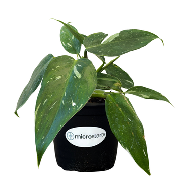 White Wizard Philodendron